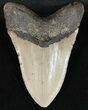 Large, Megalodon Tooth - North Carolina #48905-2